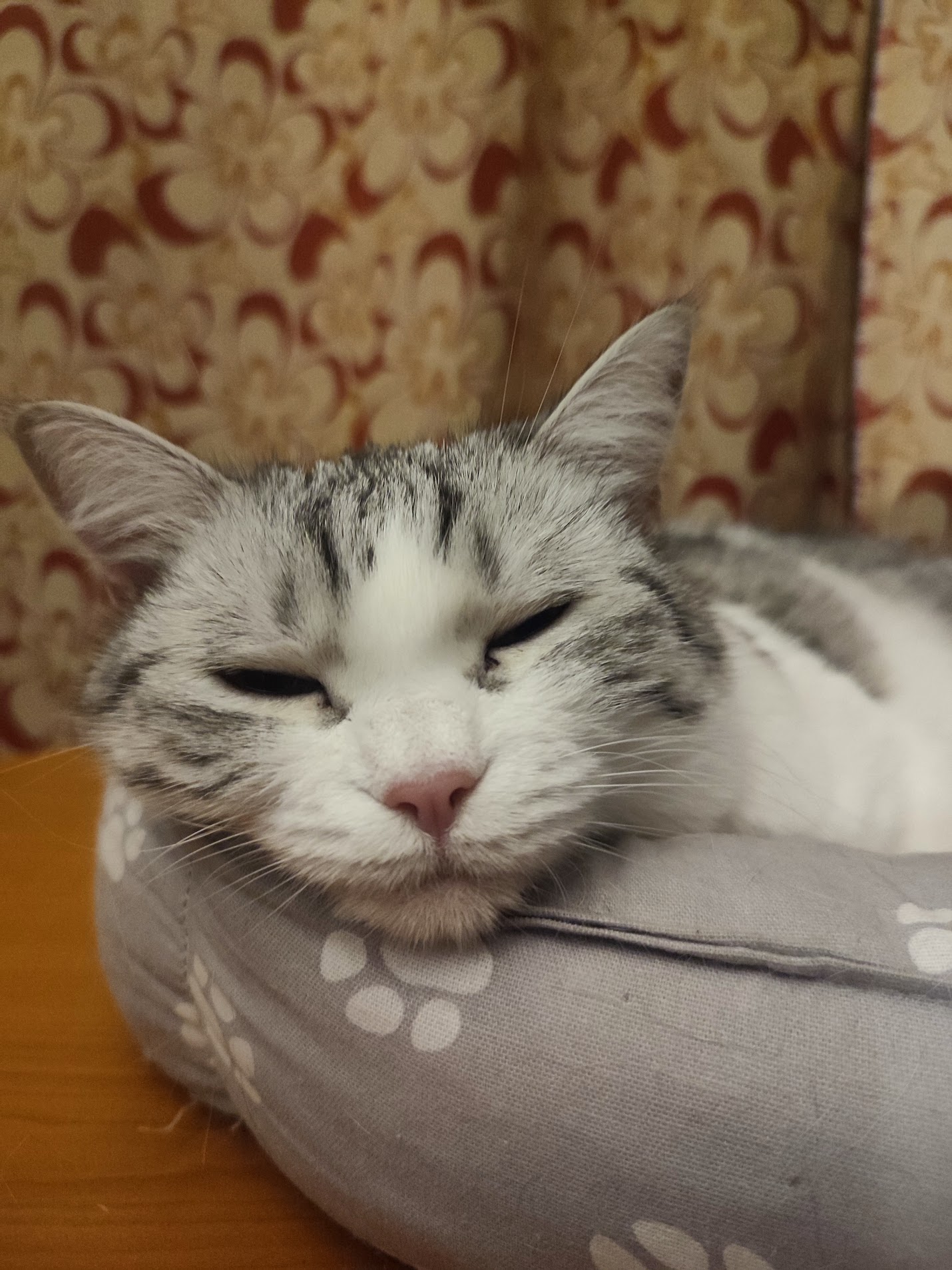 Кита